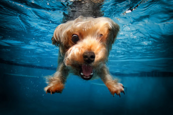 Картинка животные собаки щенок ныряние