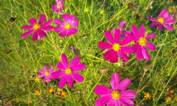 Картинка цветы космея розовые лето