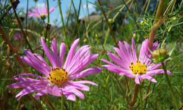 Картинка цветы космея розовые лето