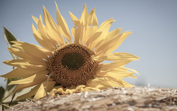 Картинка цветы подсолнухи подсолнух природа фон