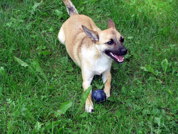 Обои картинки фото животные, собаки, мячик