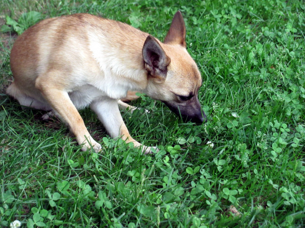 Обои картинки фото животные, собаки, трава