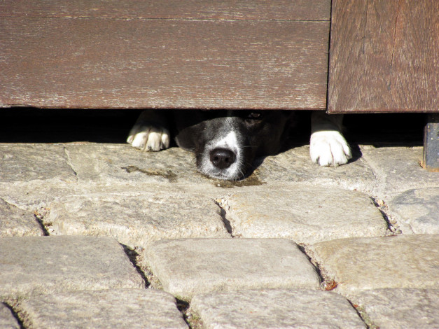 Обои картинки фото животные, собаки, взгляд