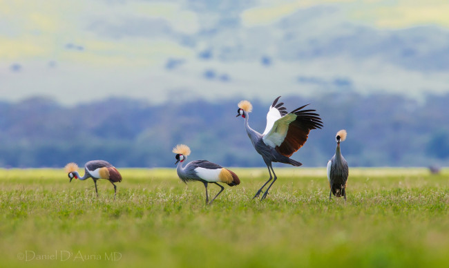 Обои картинки фото животные, журавли, хохолок, венценосный, журавль, птицы