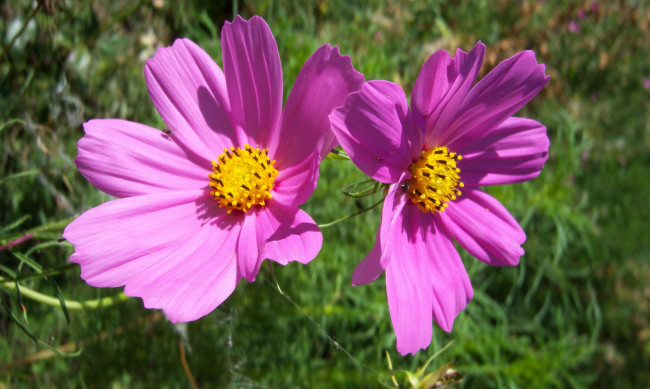 Обои картинки фото цветы, космея, розовые, лето