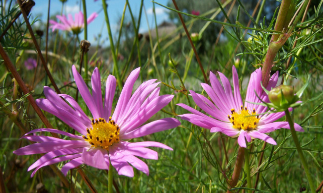 Обои картинки фото цветы, космея, розовые, лето
