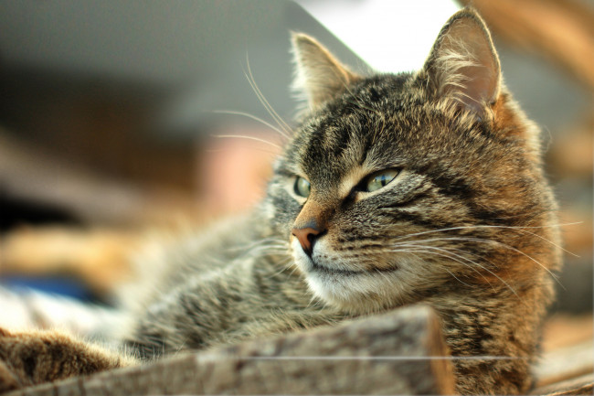 Обои картинки фото животные, коты, кот, кошка, котэ, смотрит, взгляд