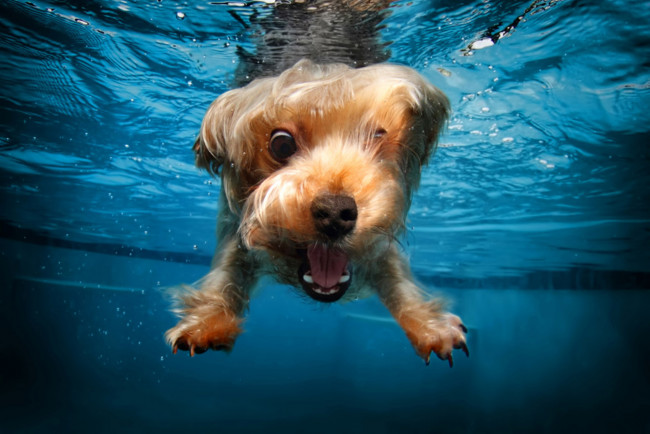 Обои картинки фото животные, собаки, щенок, ныряние