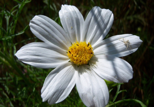 Обои картинки фото цветы, космея, цветок, паучок, макро, лето