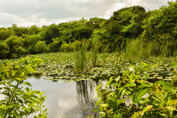 Картинка природа реки озера лес река