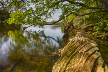 Картинка природа реки озера лес река