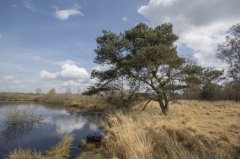 Картинка природа реки озера река лес