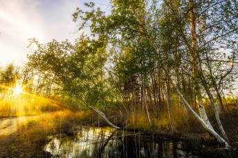 Картинка природа реки озера река лес