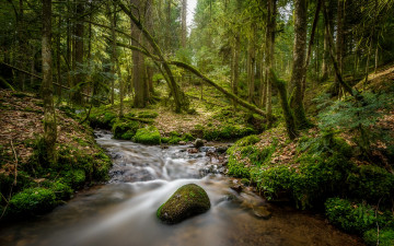 Картинка природа реки озера река лес