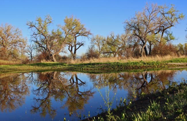 Обои картинки фото природа, реки, озера, река, лес