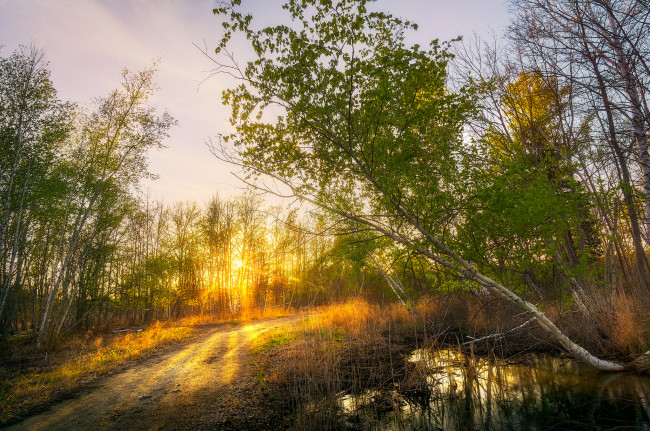 Обои картинки фото природа, реки, озера, лес, река