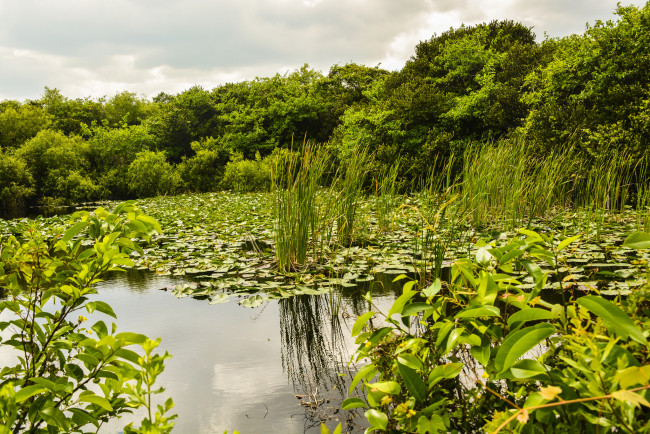 Обои картинки фото природа, реки, озера, лес, река