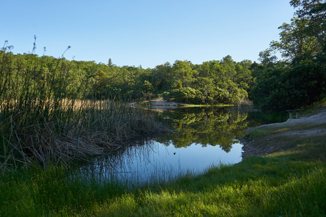 Обои картинки фото природа, реки, озера, лес, река