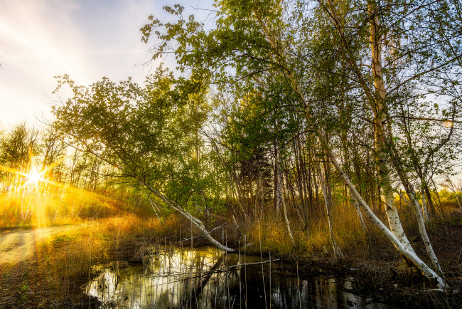 Обои картинки фото природа, реки, озера, река, лес