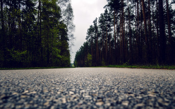Картинка природа дороги лес макро