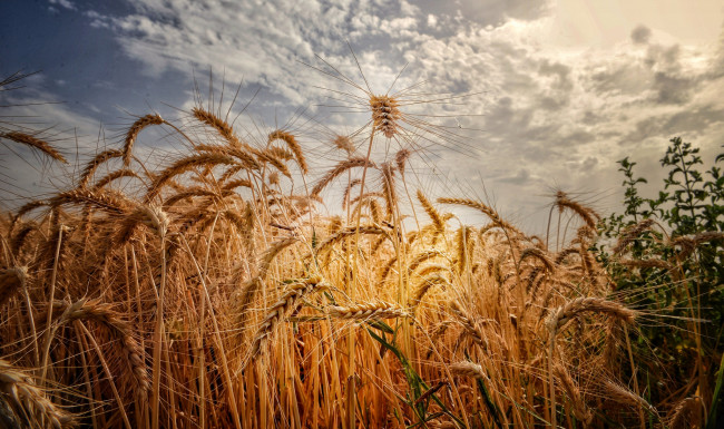 Обои картинки фото природа, поля, простор