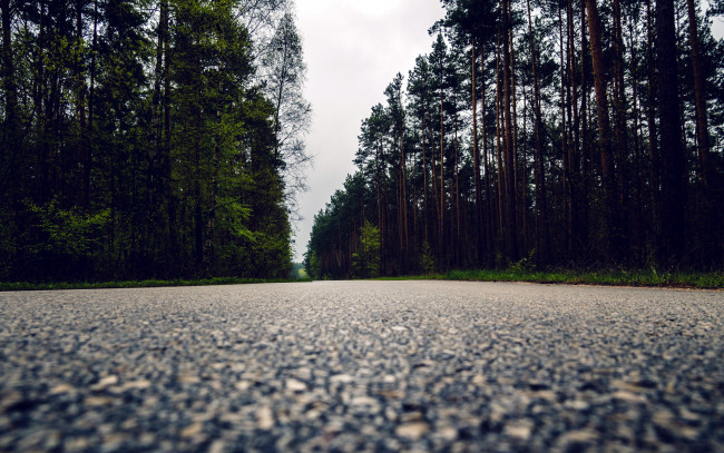 Обои картинки фото природа, дороги, лес, макро
