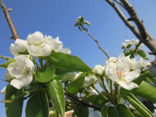 Картинка цветы цветущие+деревья+ +кустарники весна 2018