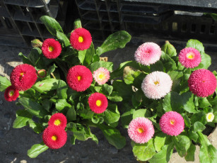 Картинка цветы маргаритки весна 2018