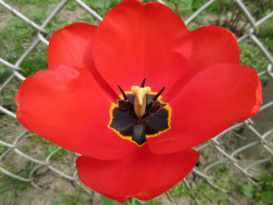 Картинка цветы тюльпаны апрель весна 2018