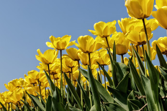 Картинка цветы тюльпаны бутоны плантация много