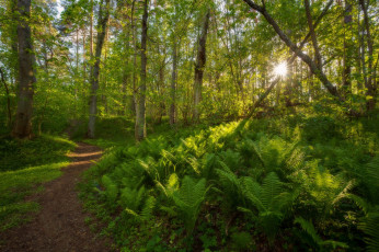 Картинка природа лес простор