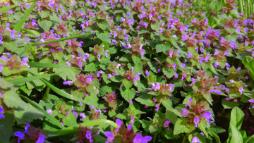 Картинка цветы луговые+ полевые +цветы апрель весна 2018