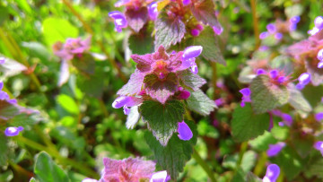 Картинка цветы луговые+ полевые +цветы апрель весна 2018