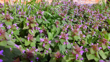 Картинка цветы луговые+ полевые +цветы весна 2018 апрель