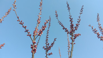 Картинка природа деревья ветки