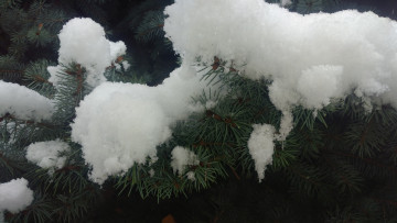 Картинка природа макро снег ёлка