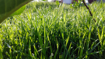 Картинка природа макро весна 2018