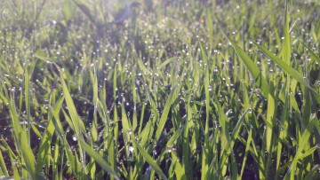 Картинка природа макро весна 2018