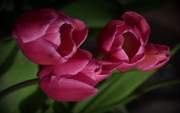 Картинка цветы тюльпаны фон