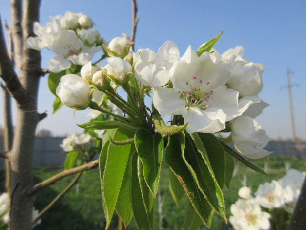 Обои картинки фото цветы, цветущие деревья ,  кустарники, весна, 2018