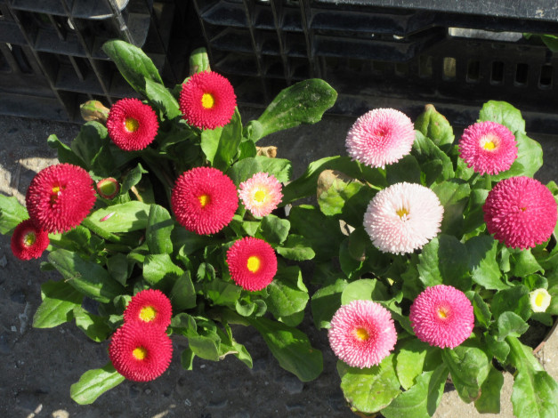 Обои картинки фото цветы, маргаритки, весна, 2018