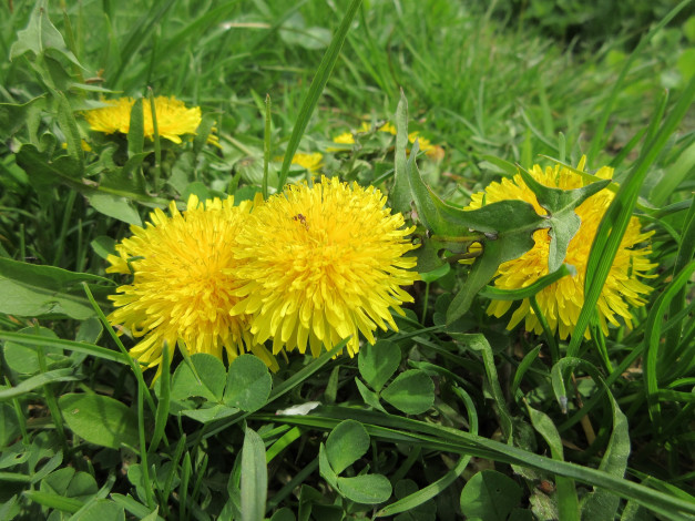 Обои картинки фото цветы, одуванчики, весна, 2018