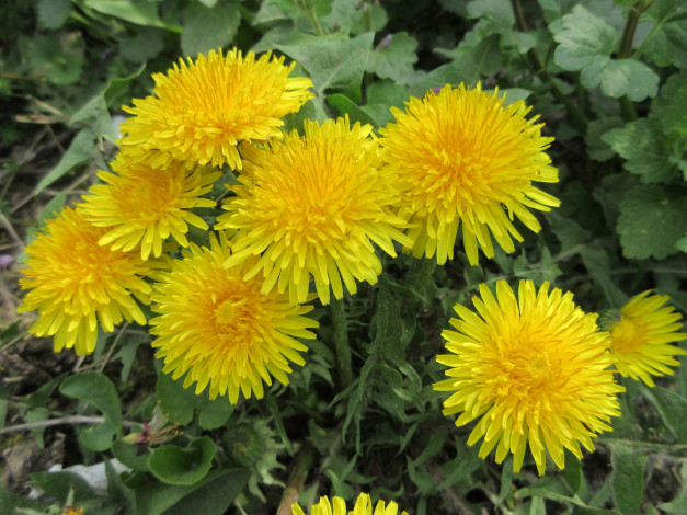 Обои картинки фото цветы, одуванчики, весна, 2018