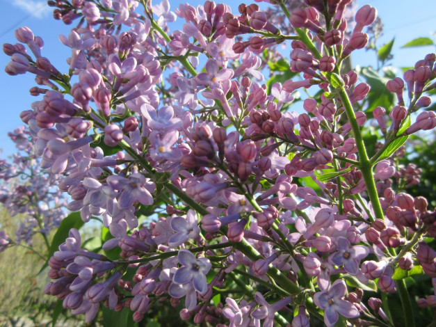 Обои картинки фото цветы, сирень, весна, 2018