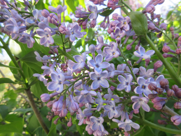 Обои картинки фото цветы, сирень, весна, 2018