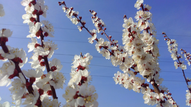 Обои картинки фото цветы, цветущие деревья ,  кустарники, апрель, весна, 2018