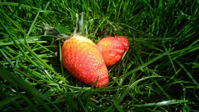 Обои картинки фото еда, клубника,  земляника, весна, 2018