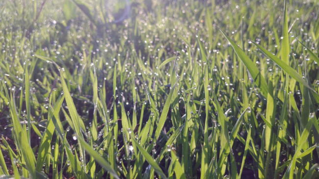 Обои картинки фото природа, макро, весна, 2018