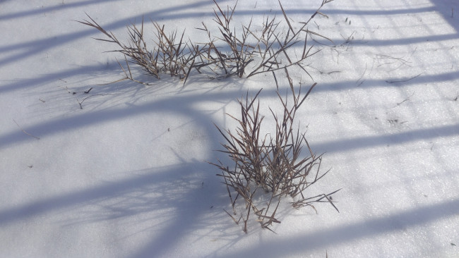 Обои картинки фото природа, зима, снег