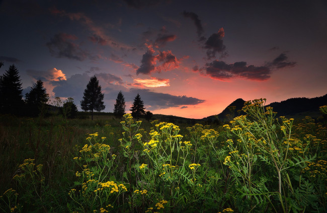 Обои картинки фото природа, луга, простор